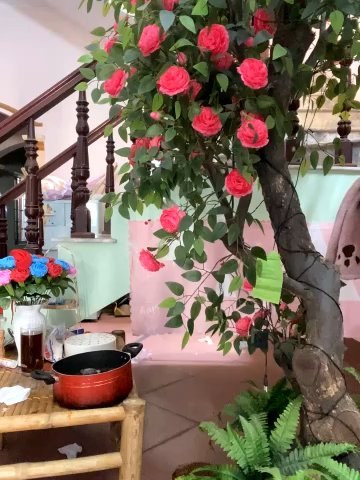 Bollozzy_89 live cam screenshot female from Vietnam on WhoSpy.me — Watch Live Cams Now — screenshot #1